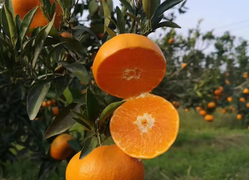 紅美人
