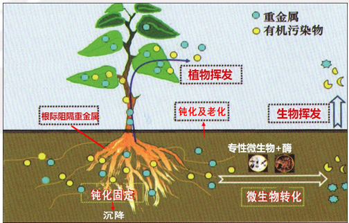 浩阳环境利用微生物技术修复污染土壤的实践进展