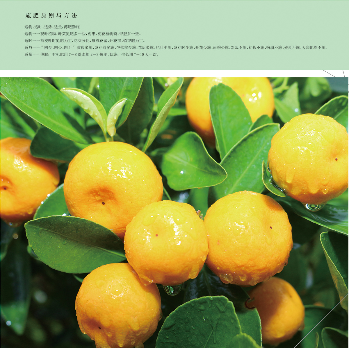大量元素水溶肥料