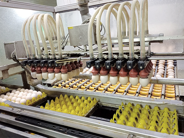 Thermoforming vacuum packaging machine with mechanical arm