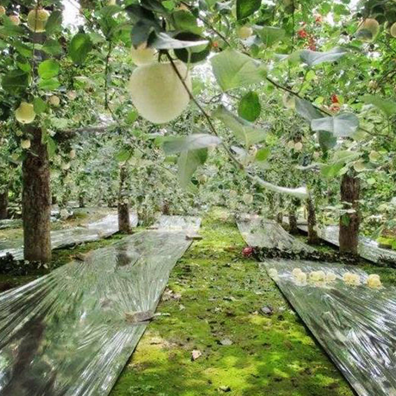Apple Tree Film