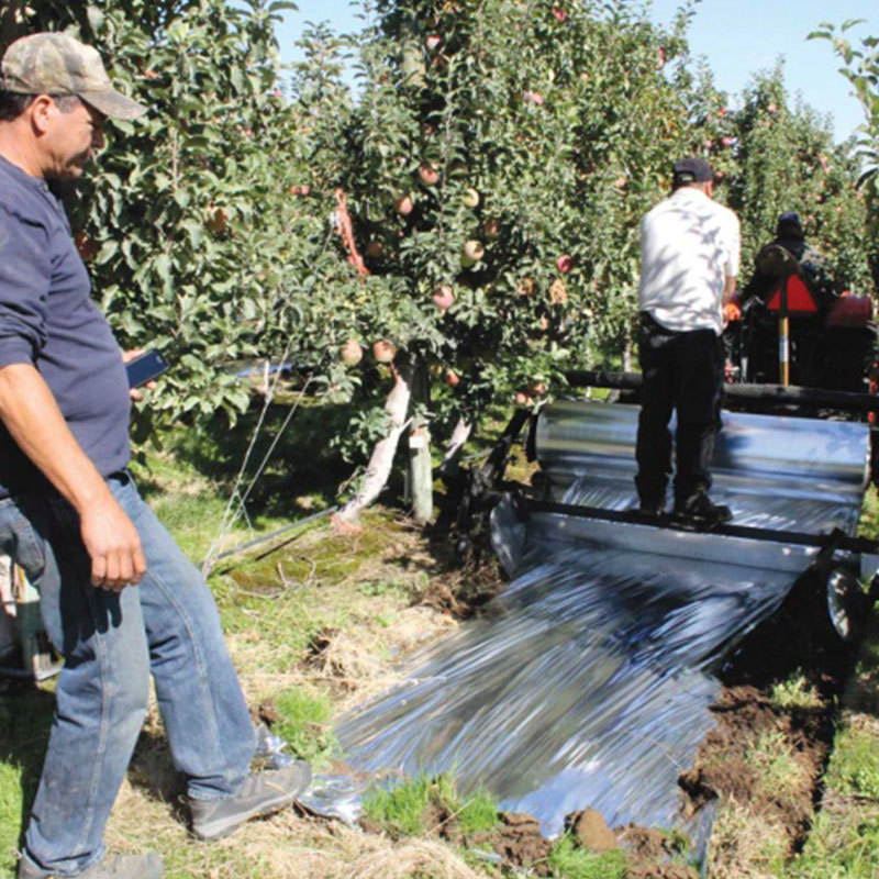 /Apple_Tree_Film.html