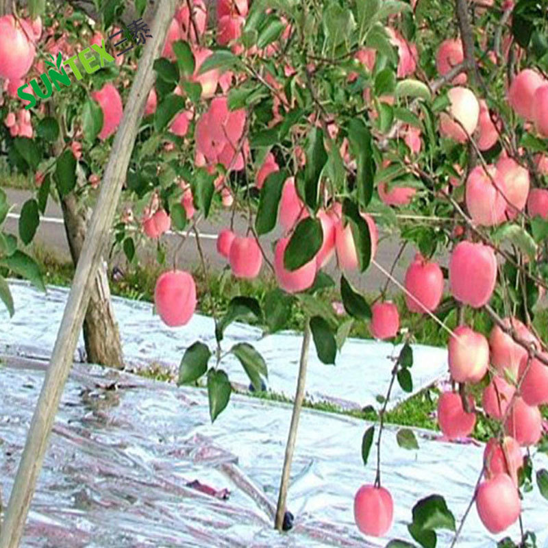 Apple Tree Film