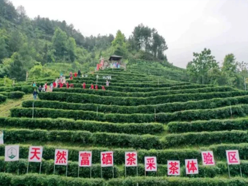 六龍茶
