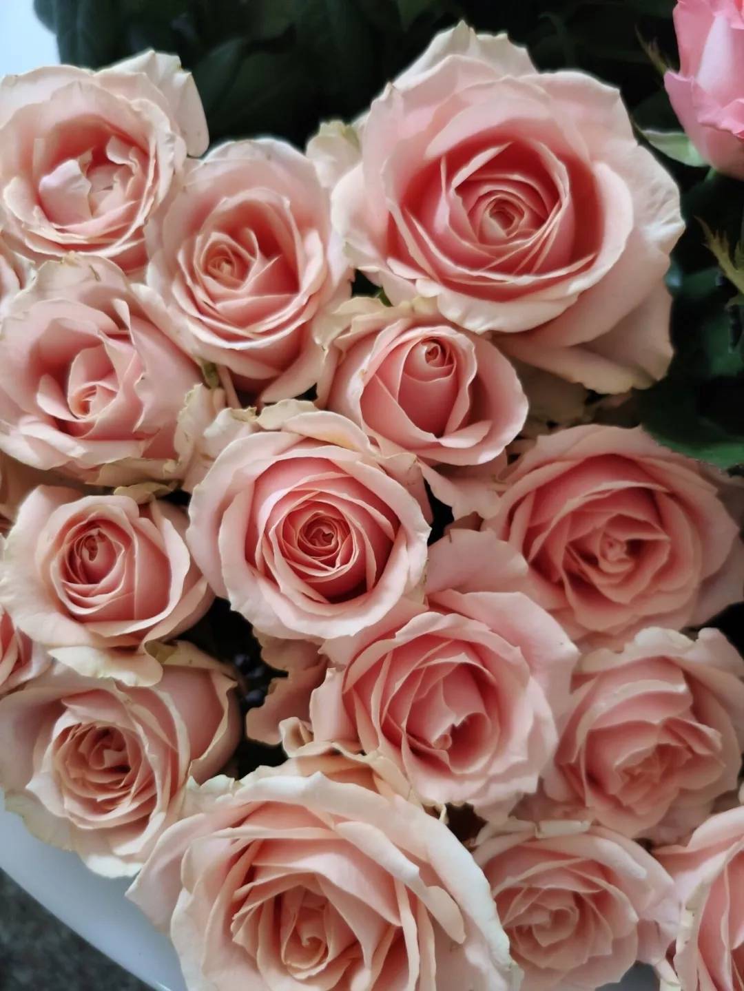 香水玫瑰、四季玫瑰