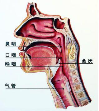 会厌解剖图图片