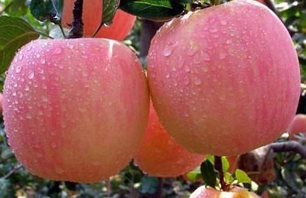 Red Fuji Apple Essence