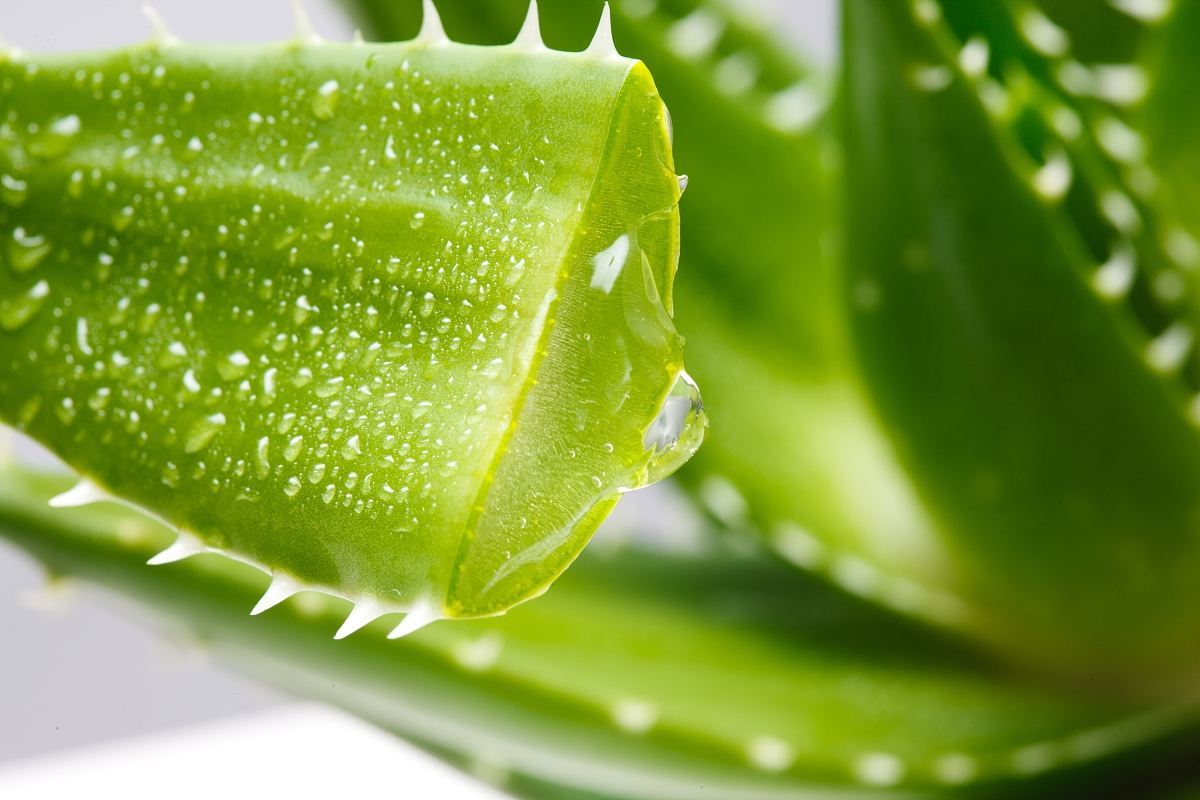 Barbados aloe Essence