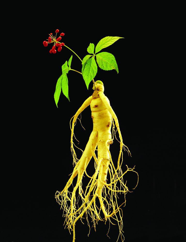 Ginseng Essence