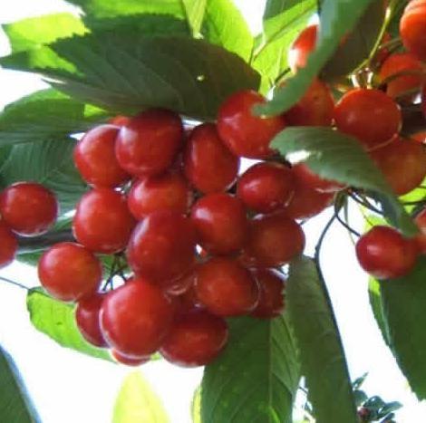 Cangzhou jujube Essence