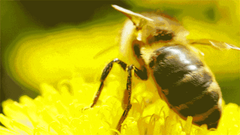 第一张蜜蜂分布世界地图公布，填补了知识空白，也让科学家吃惊了