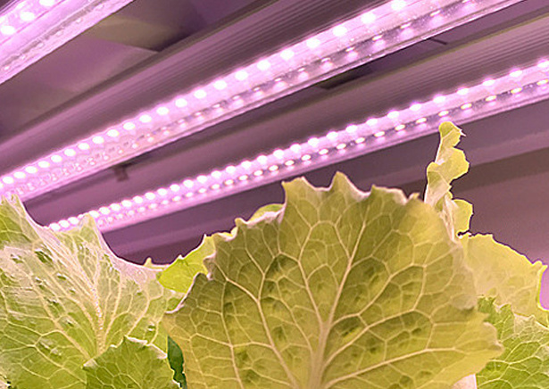 Plant Lighting