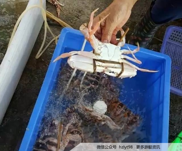 桂山岛海鲜