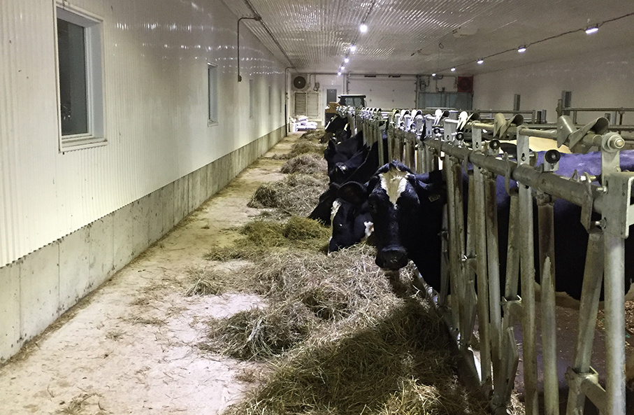 Ferme Regal Cow Farm Lighting Project