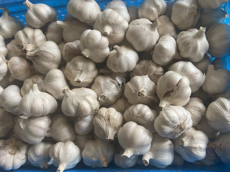 garlic