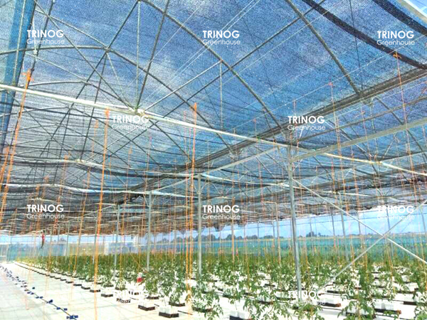 Fiji Island Tomato Planting Greenhouse