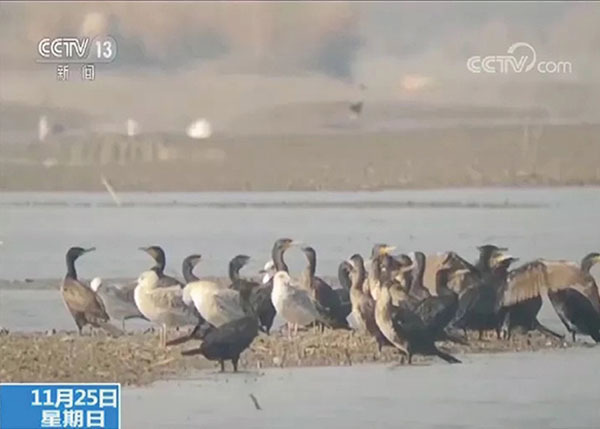 Qilihai Wetland Environment Restoration A Large Number of Migratory Birds Stopped