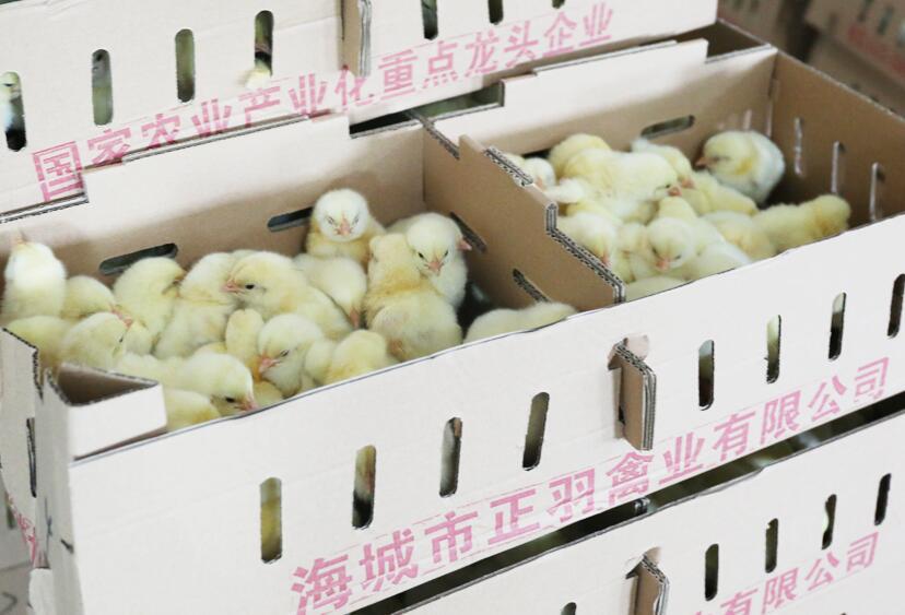 购买肉鸡服务器需要注意什么?-虎跃云资讯网