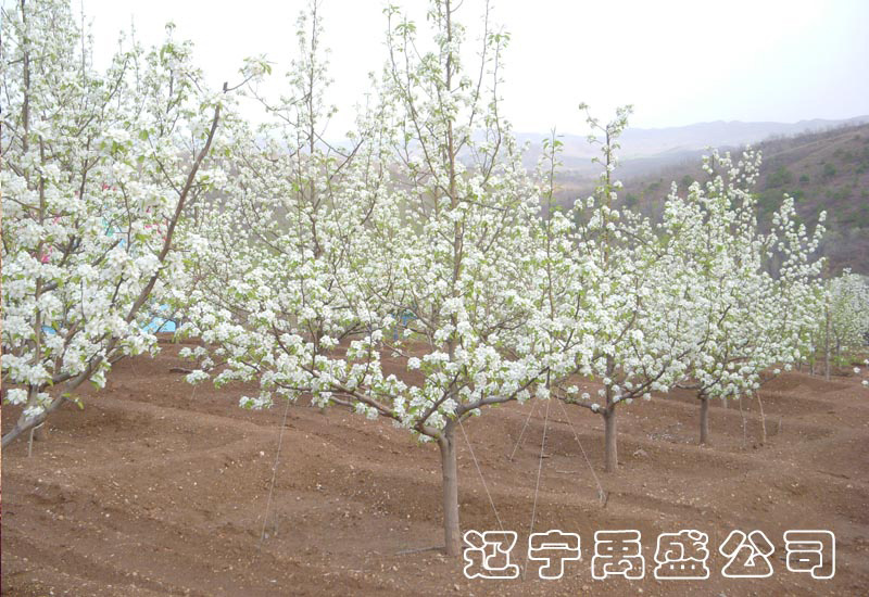 辽宁禹盛生态