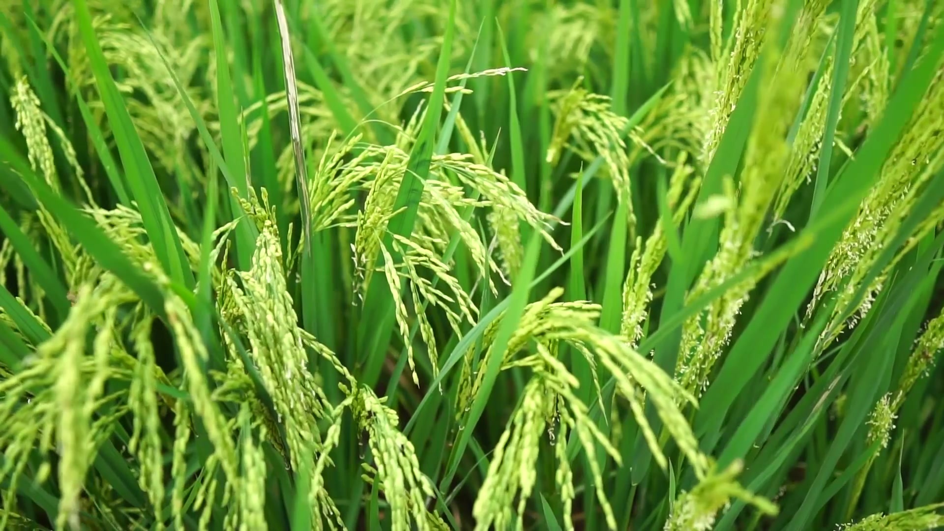 南京豐佑生物科技有限公司 南京豐佑生物科技有限公司