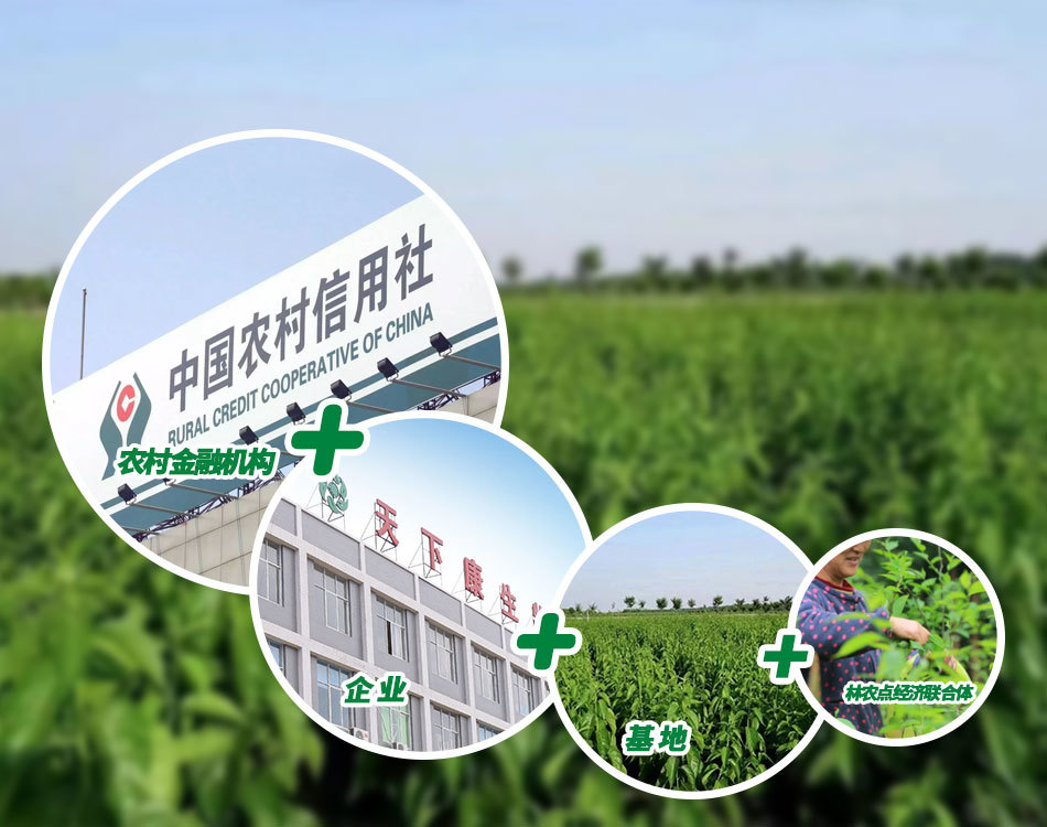 農村金融機構+企業+基地+林農點經濟聯合體 農村金融機構+企業+基地+林農點經濟聯合體