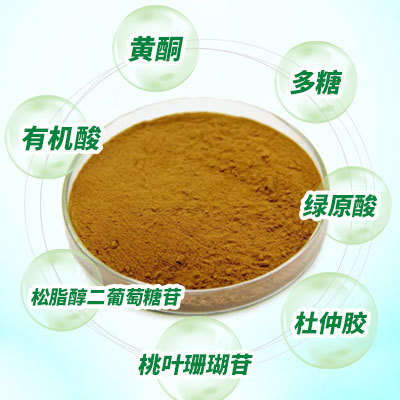 杜仲活性成分提取與加工 杜仲活性成分提取與加工