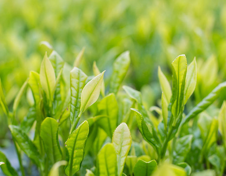Green Tea Planting Base