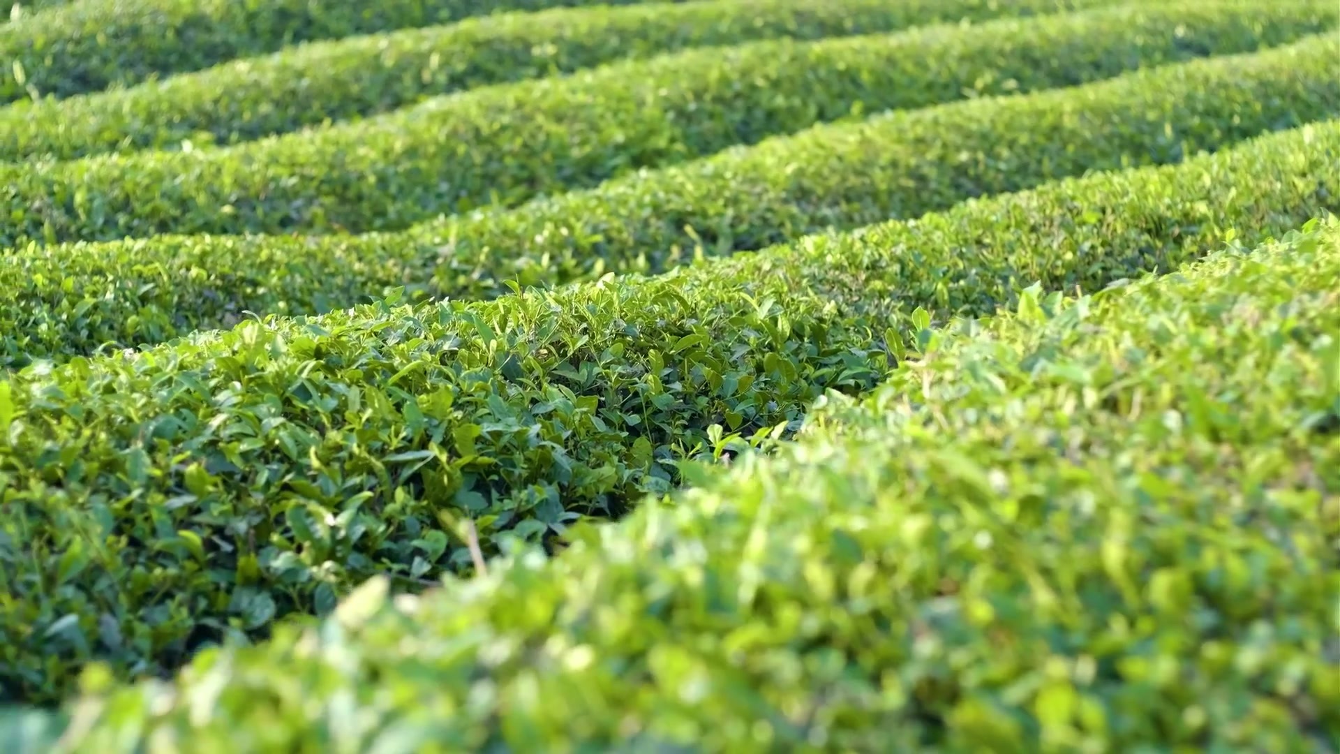 Green Tea Planting Base