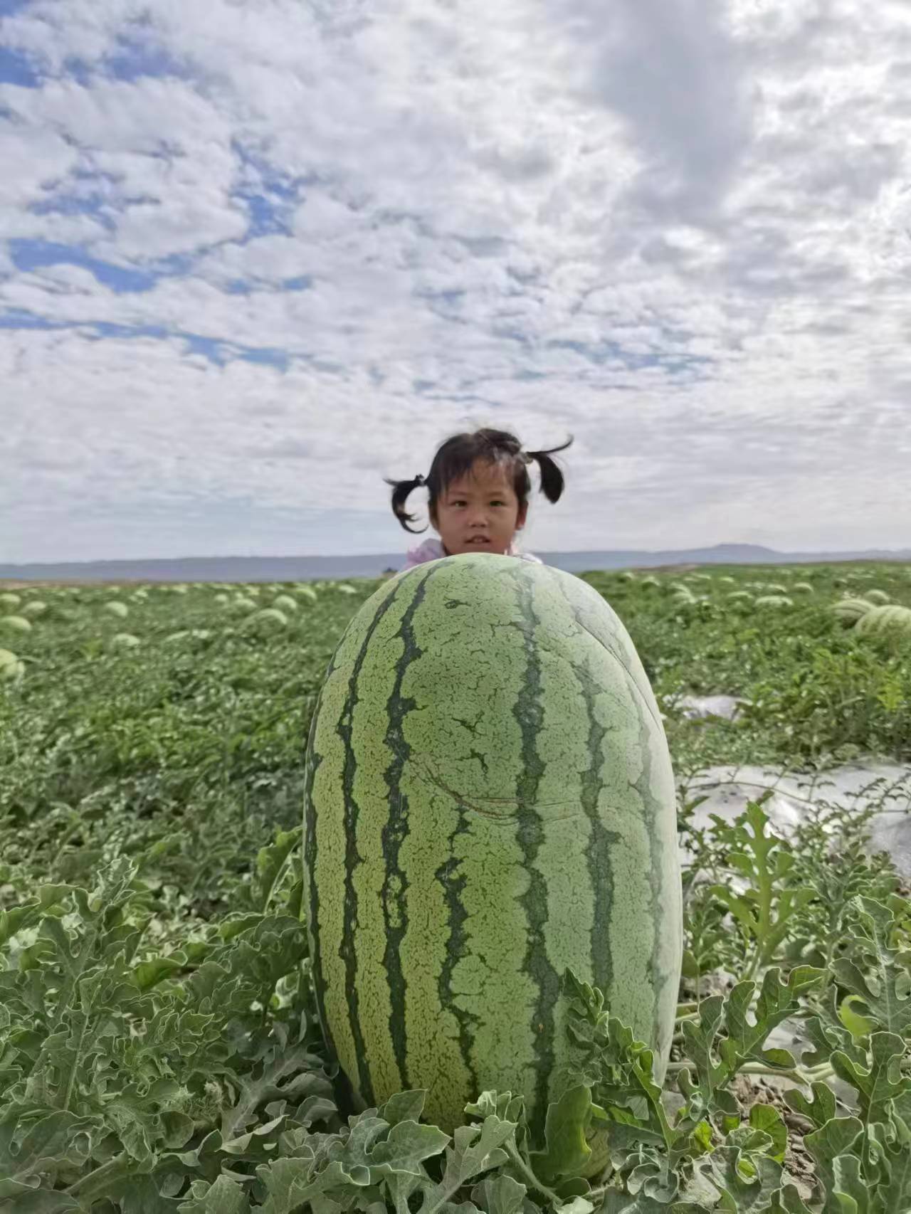 三肖中必中一肖