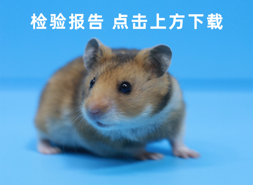检验报告——SPF级豚鼠