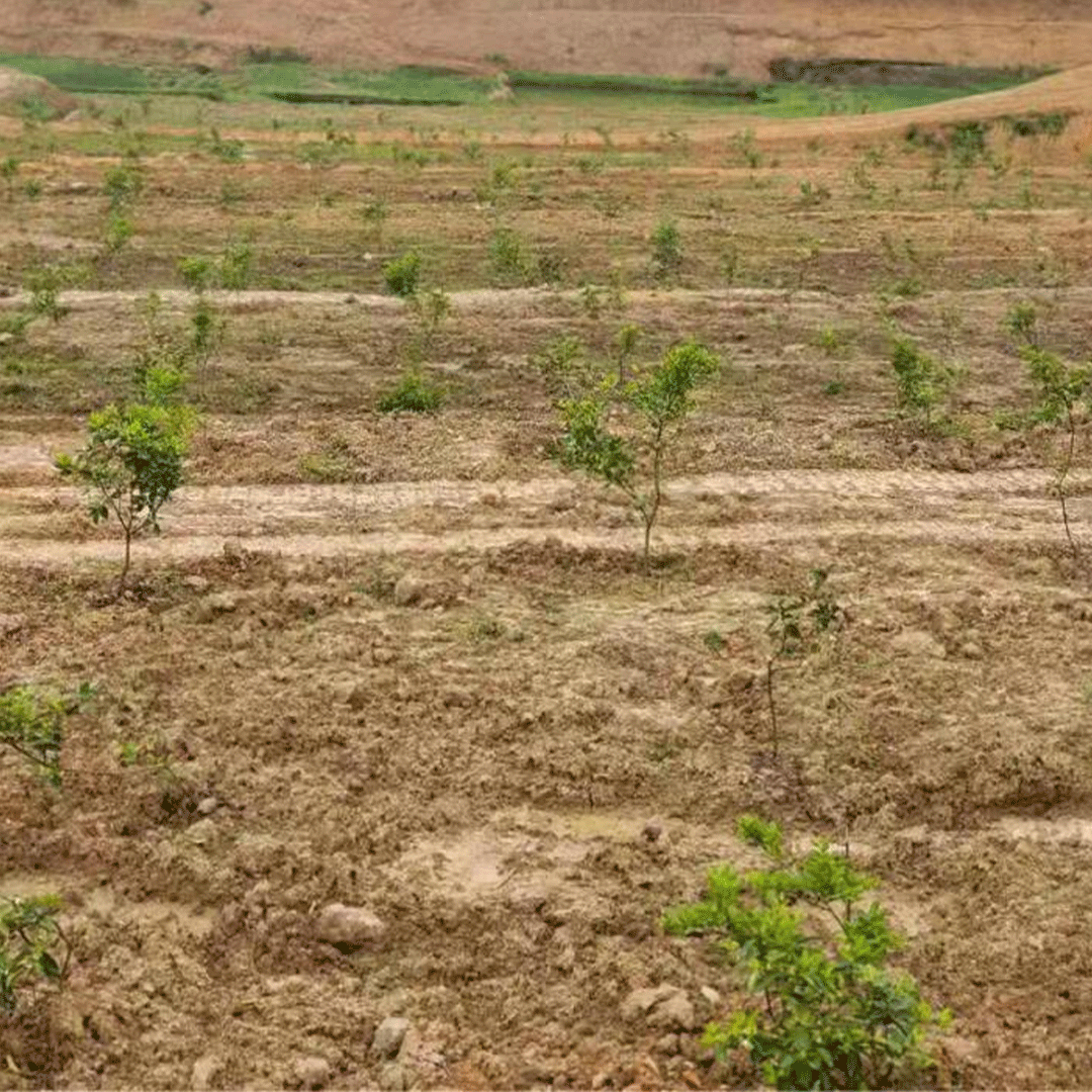 香水柠檬莳植基地