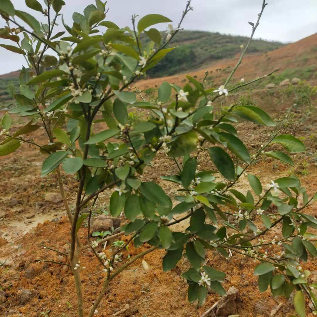 香水柠檬莳植基地