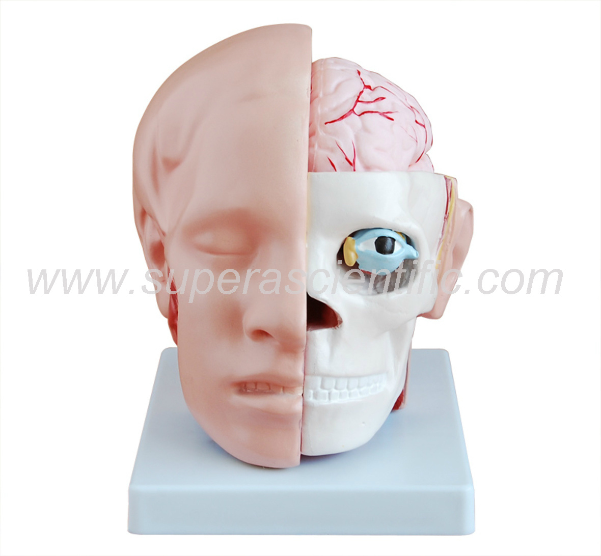 SA-318B Head with Brain