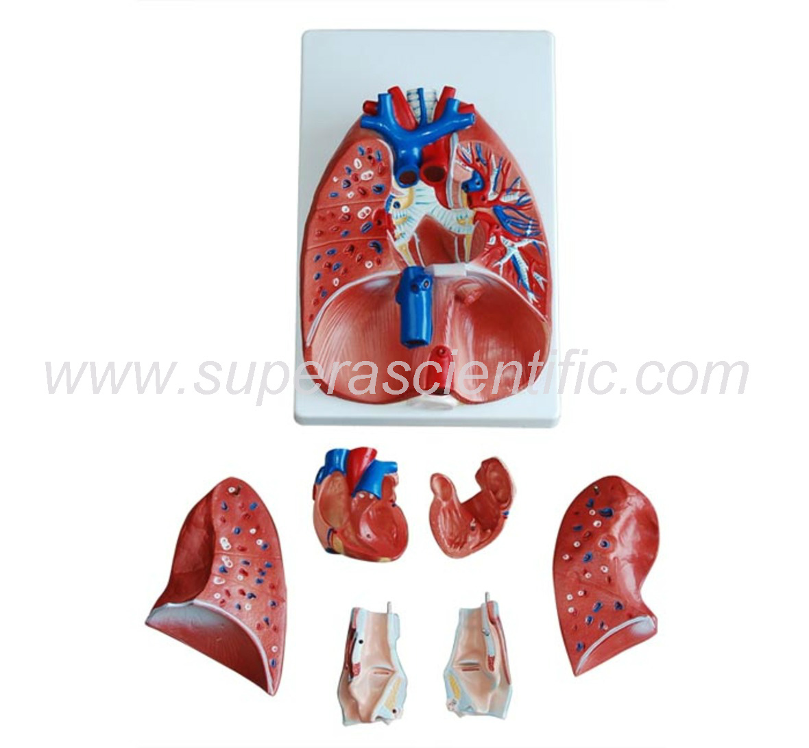 SA-320  Larynx, Heart and Lung Model