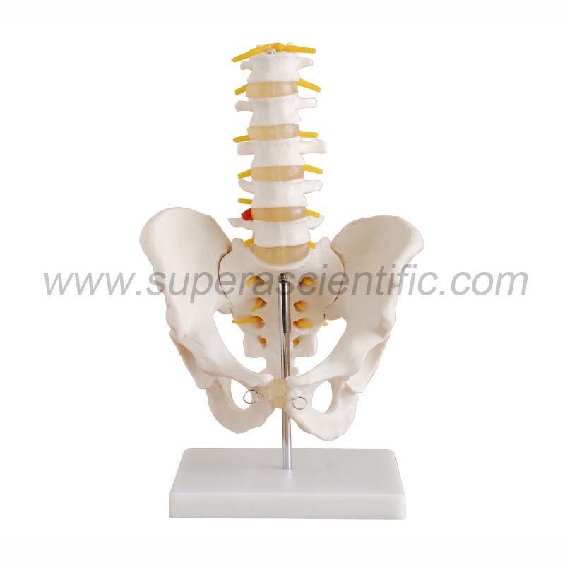 SA-115 Life-Size Pelvis with 5pcs Lumbar Vertebrae