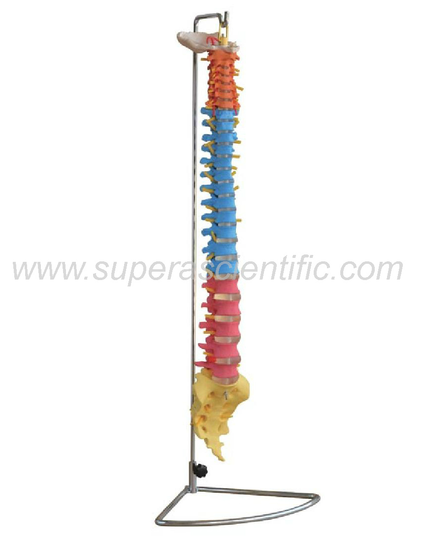 SA-107C Didactic Vertebral Column