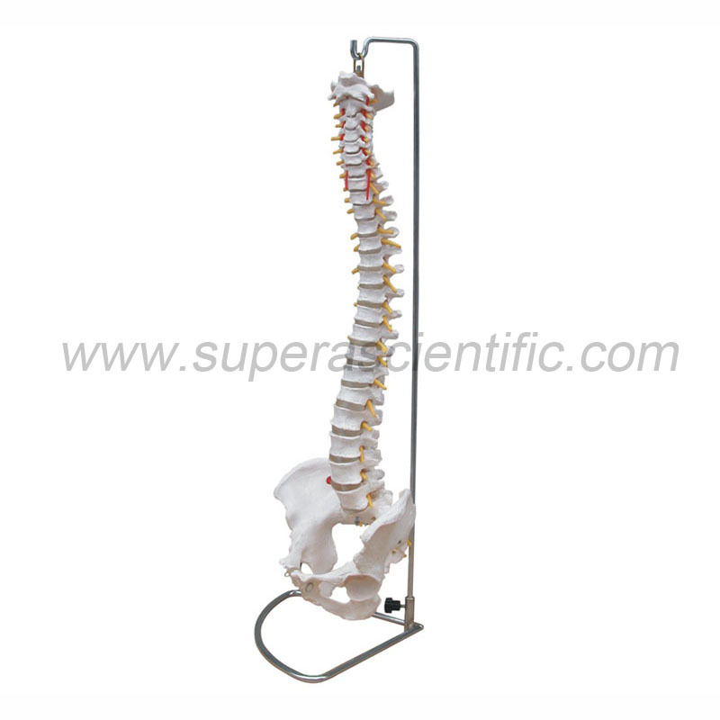 SA-105 Life-Size Vertebral Column with Pelvis