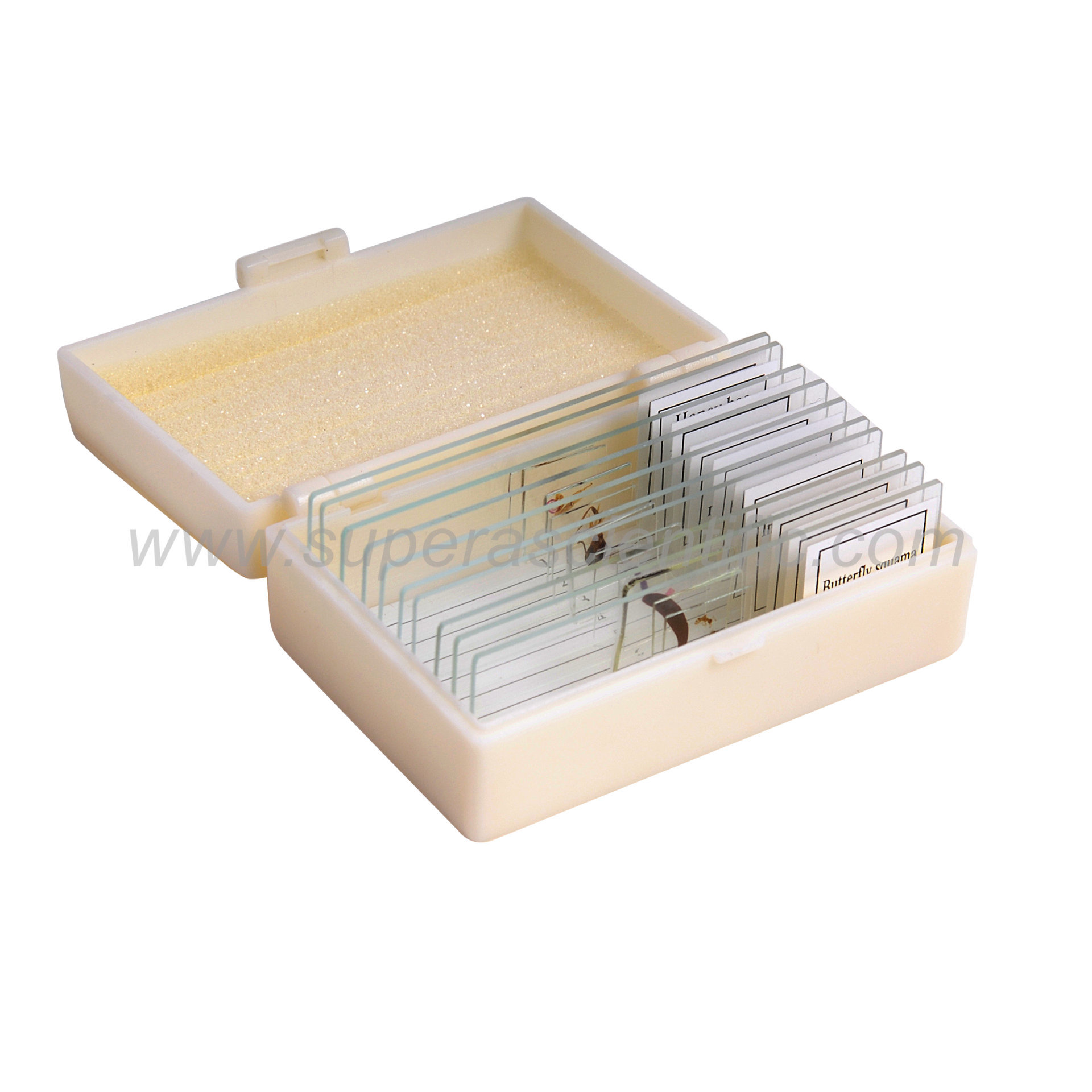 1352 Prepared Microscope Slides, Glass, Set/10, Insect