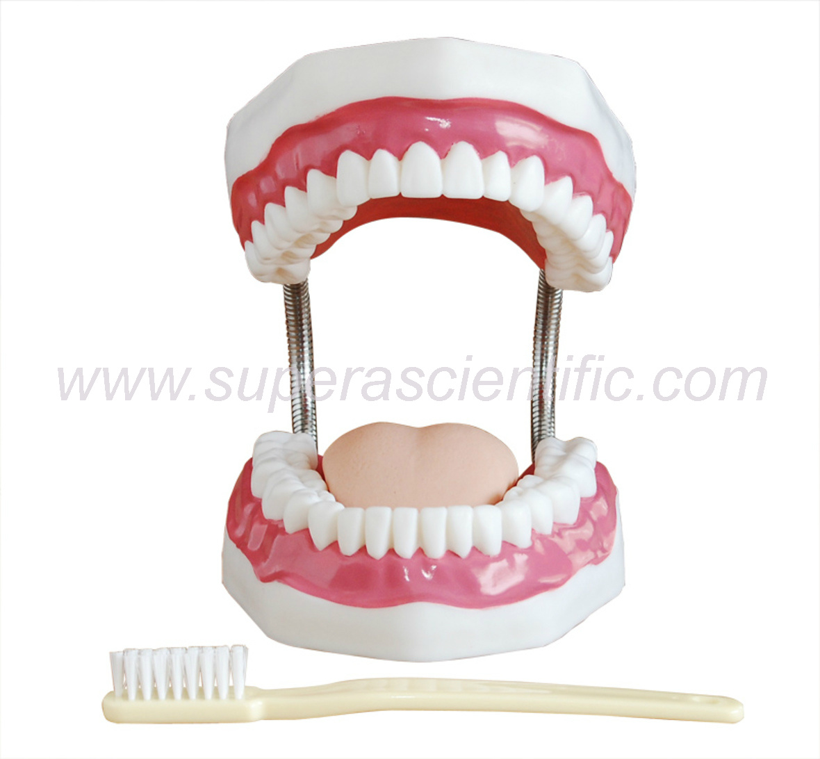 SA-403A  Dental Care Model (32 Teeth)