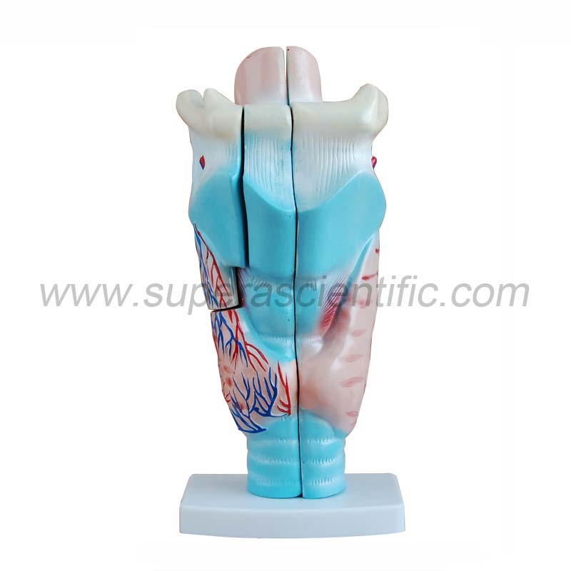 SA-301 Magnified Human Larynx Model