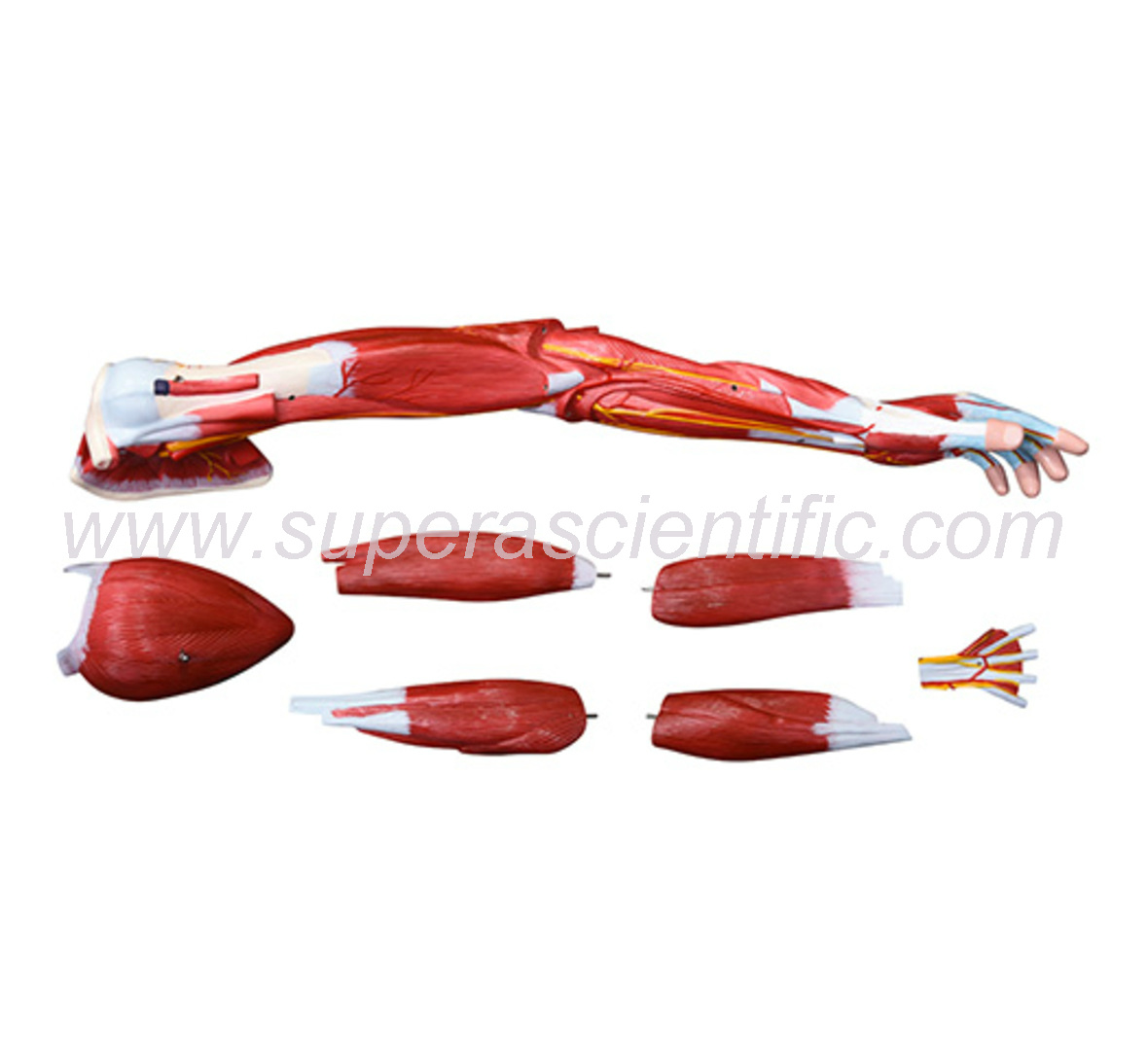 SA-336 Muscle of Human Arm (7Parts)