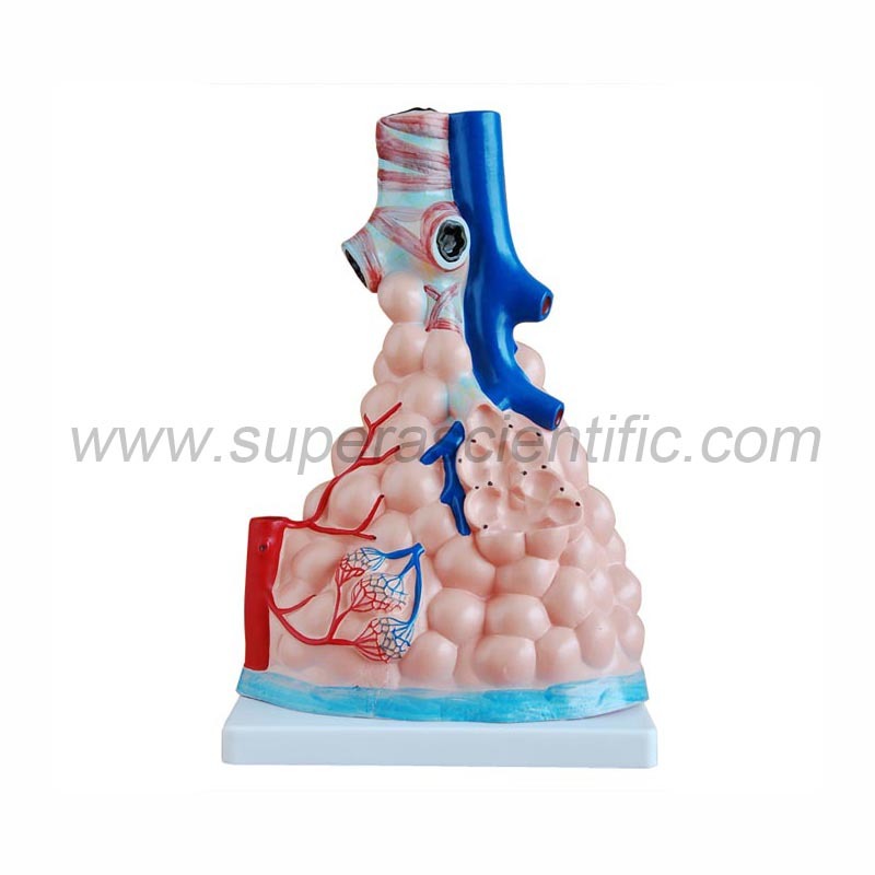 SA-302 Magnified Pulmonary Alveoli Model