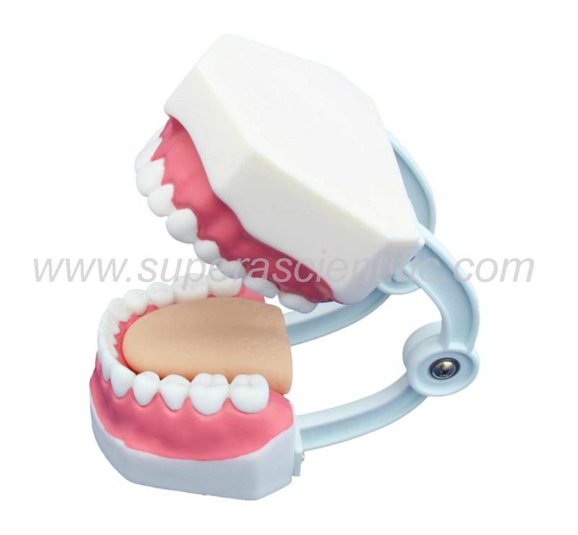 SA-403B Small Dental Care Model (28teeth)