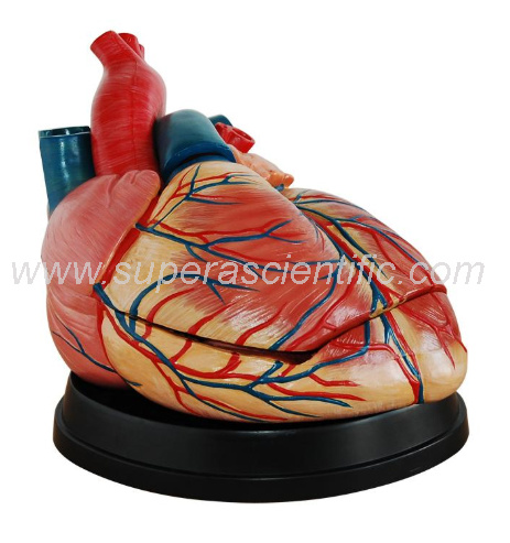 SA-307C New Style Jumbo Heart Model