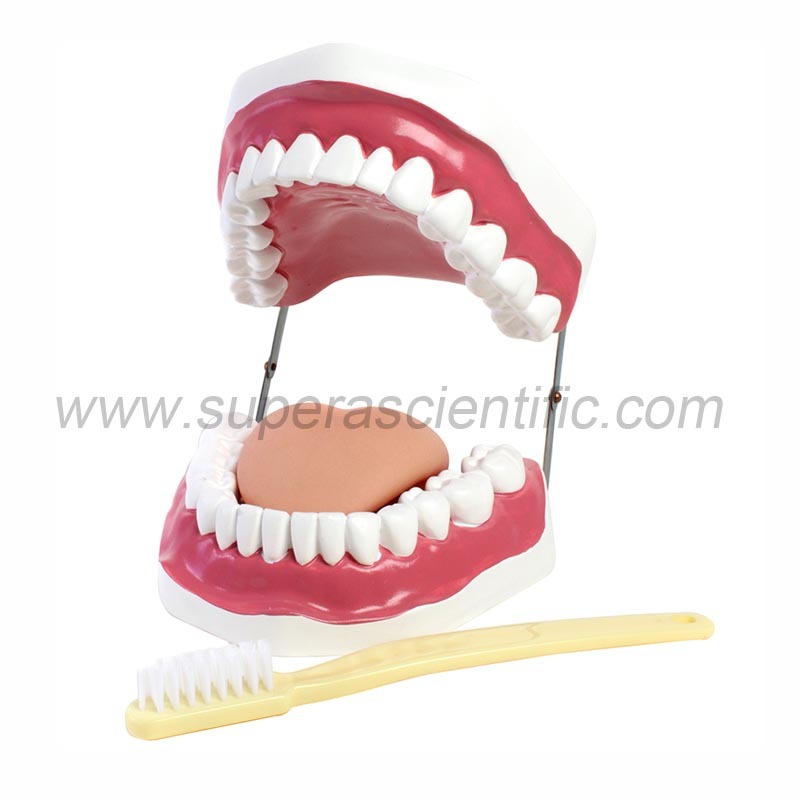 SA-403 Dental Care Model (28 Teeth)