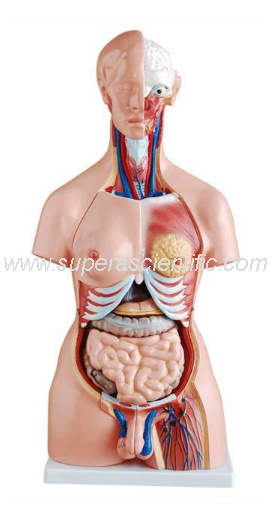 SA-204 85cm Unisex Torso 23 Parts