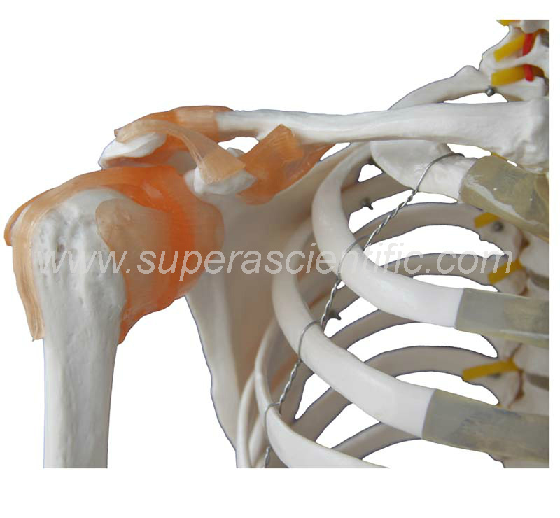 SA-101A Skeleton with Muscles and Ligaments 180cm Tall