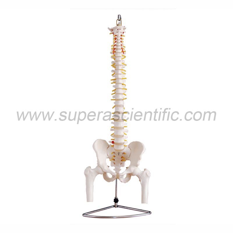 SA-126 Life-Size Vertebral Column with Pelvis and Femur Heads