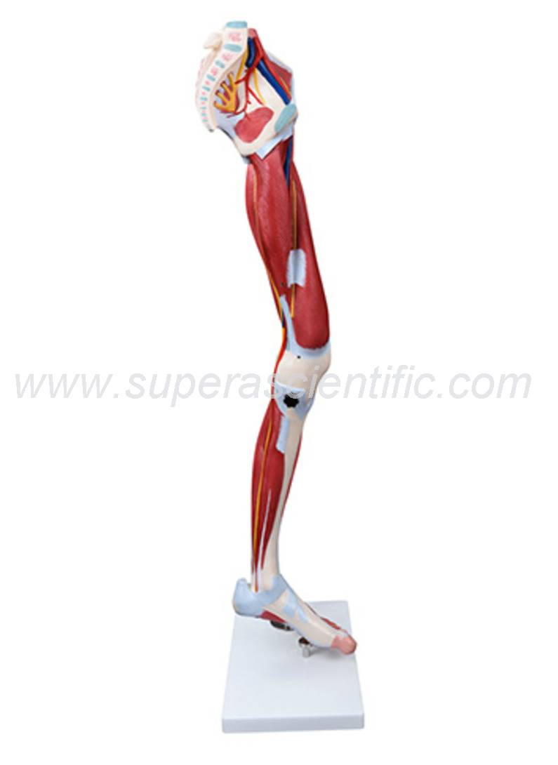 SA-337 Muscle of Human Leg (13Parts)
