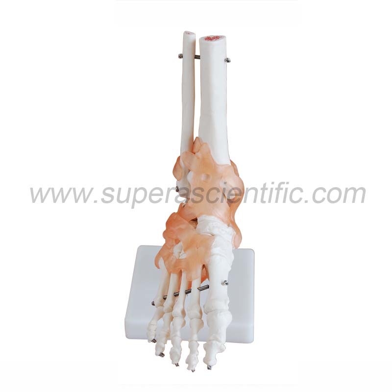 SA-113A Life-Size Foot Joint with Ligaments